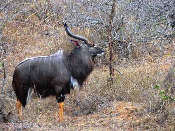 淡蓝色的羚羊——东非条纹羚 Tragelaphus angasii