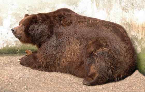 世界上体型最大的陆生猛兽  科迪亚克棕熊
