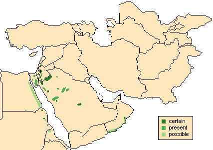 英俊的大角羊  云山羊