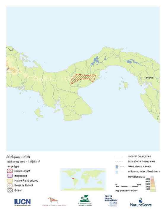 巴拿马金蛙 黄金箭毒蛙（Golden Arrow Poison Frog）