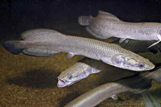 世界上最大的淡水鱼  亚马孙河里的巨骨舌鱼