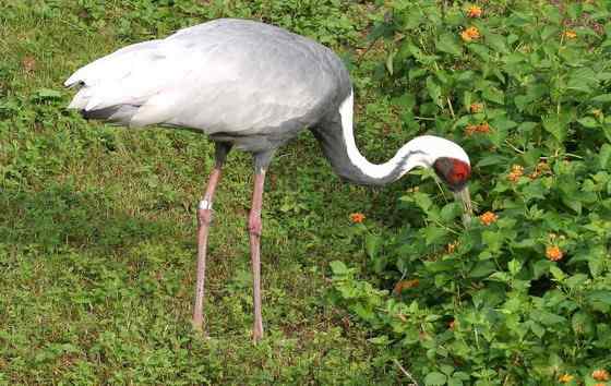 大型涉禽白枕鹤 White naped Crane