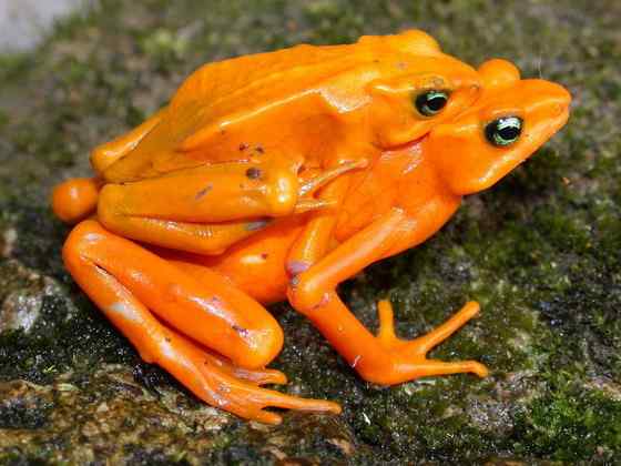 巴拿马金蛙 黄金箭毒蛙（Golden Arrow Poison Frog）
