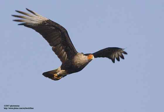 墨西哥的国鸟  凤头卡拉鹰 Polyborus plancus