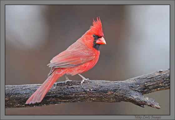 非常非常漂亮的鹀科鸟类  主红雀