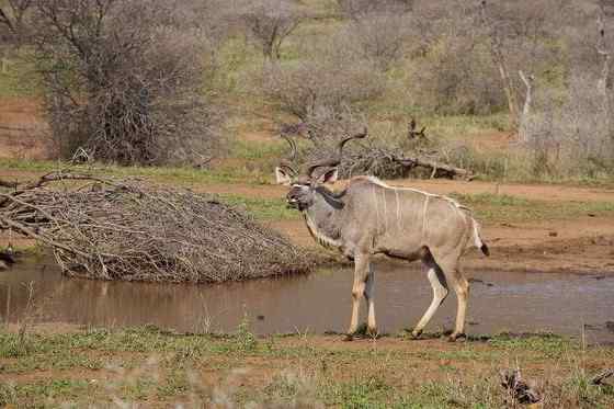 大型羚羊  扭角林羚 Tragelaphus strepsiceros