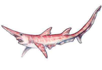 十分稀有的鲨鱼  剑吻鲨