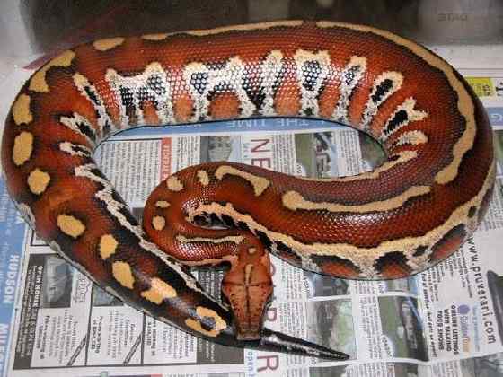 小型蛇  血蟒、侏蟒（Short python）