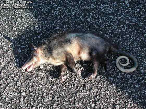 北美洲唯一的一种有袋动物  负鼠 会装死 会疾停