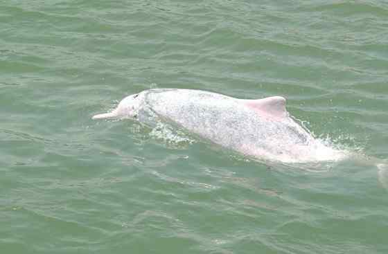 香港回归的吉祥物  中华白海豚
