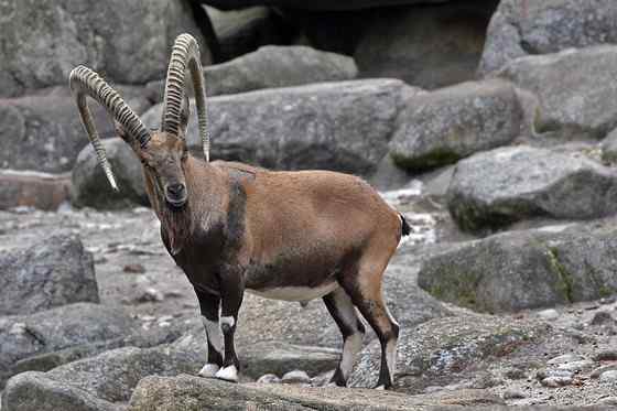 英俊的大角羊  云山羊
