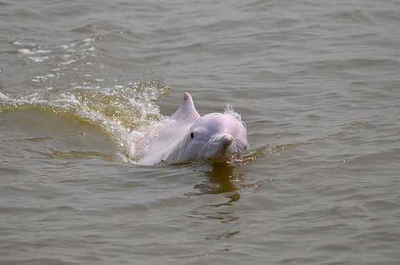 香港回归的吉祥物  中华白海豚