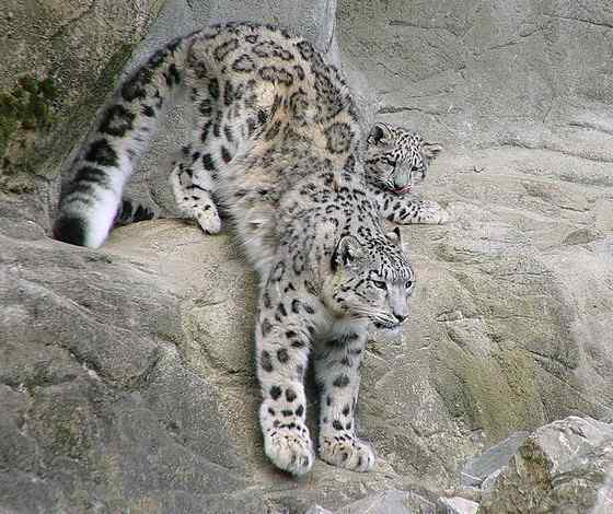 猫科动物——雪豹