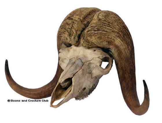 北极地区最大的食草动物  似牛实羊的麝牛