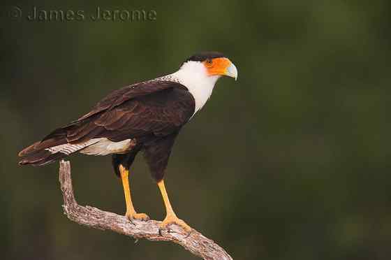 墨西哥的国鸟--凤头卡拉鹰 Polyborus plancus