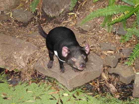 世界上最凶猛的哺乳动物  袋獾