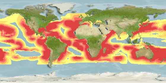 海明威《老人与海》中的旗鱼 Sailfish、Billfish