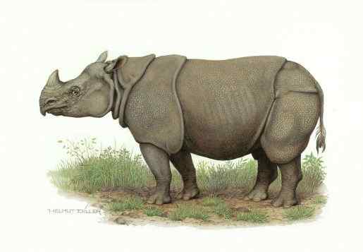 神秘的犀牛  小独角犀