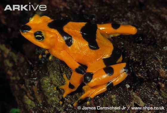 巴拿马金蛙 黄金箭毒蛙（Golden Arrow Poison Frog）