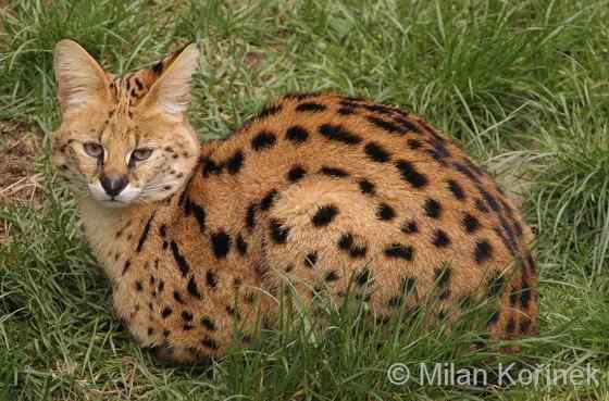 非洲最常见的猫科动物之一  薮猫