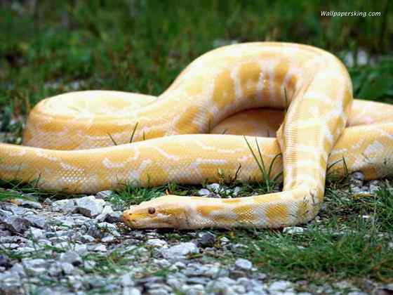 池塘小翠遇难.强烈抗议捕鸟的不法行为