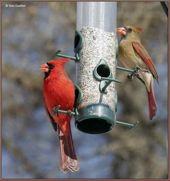 非常非常漂亮的鹀科鸟类  主红雀