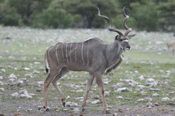 大型羚羊  扭角林羚 Tragelaphus strepsiceros