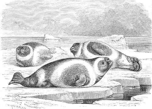 环海豹 带纹海豹、绶带海豹