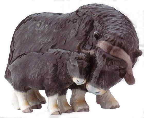 北极地区最大的食草动物  似牛实羊的麝牛