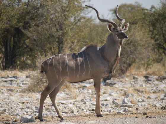 大型羚羊  扭角林羚 Tragelaphus strepsiceros