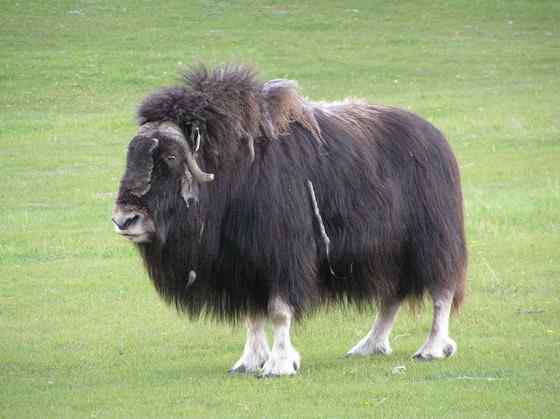 北极地区最大的食草动物  似牛实羊的麝牛
