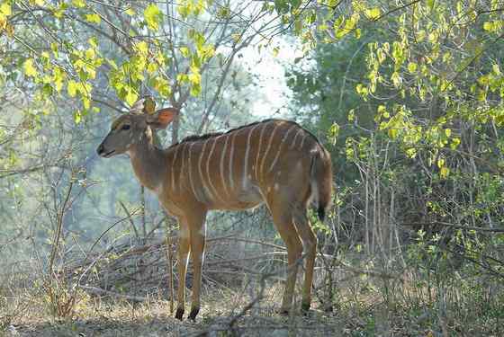 淡蓝色的羚羊——东非条纹羚 Tragelaphus angasii