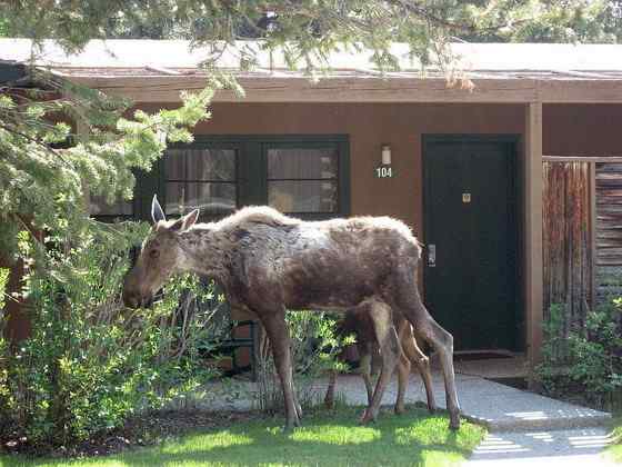 鹿科动物中体型最大的驼鹿