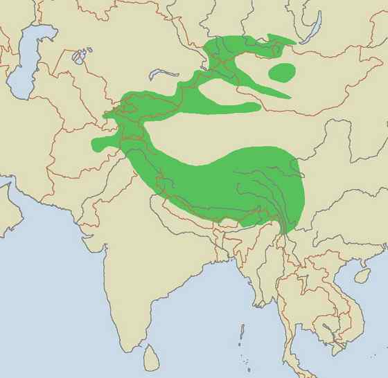 猫科动物——雪豹