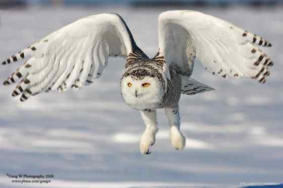 洁白的雪鸮