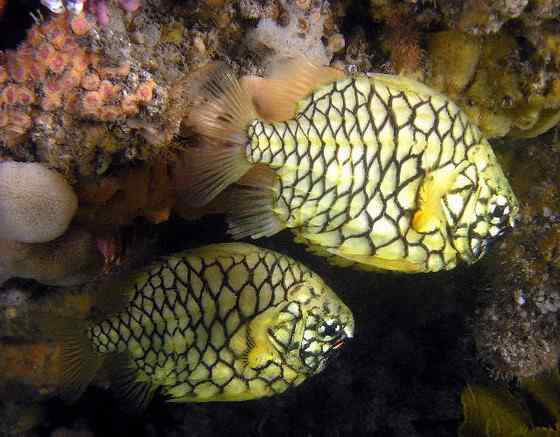 观赏鱼类 松球鱼 pinecone fish