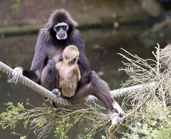 稀有的白掌长臂猿 Hylobates lar