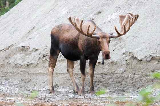 鹿科动物中体型最大的驼鹿