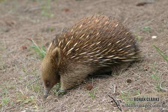 下蛋的哺乳动物“刺猬”  针鼹