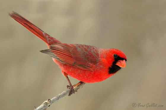 非常非常漂亮的鹀科鸟类  主红雀
