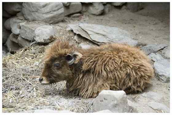 青藏高原地区独有的动物 野牦牛