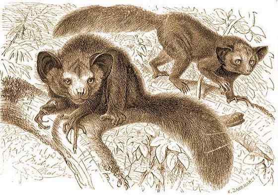 最奇特的灵长目动物  指猴（Daubentonia madagascariensis）