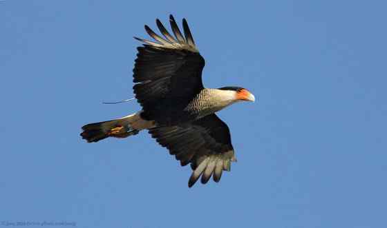 墨西哥的国鸟  凤头卡拉鹰 Polyborus plancus