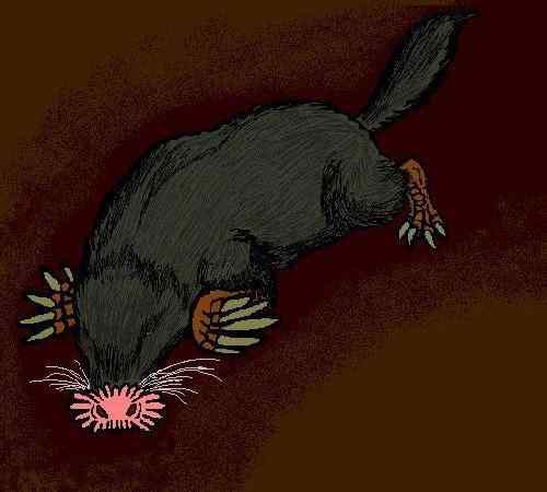 长相奇特的动物  星鼻鼹