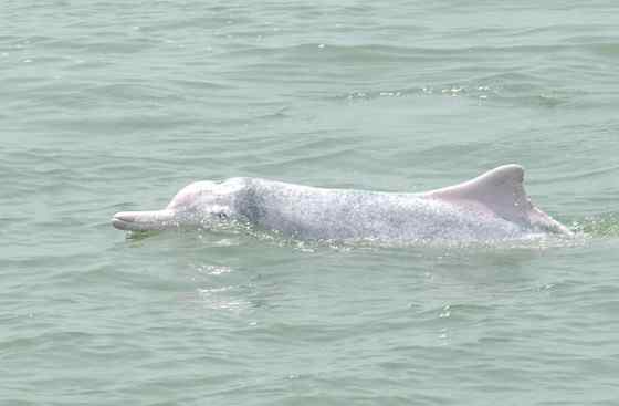 香港回归的吉祥物  中华白海豚