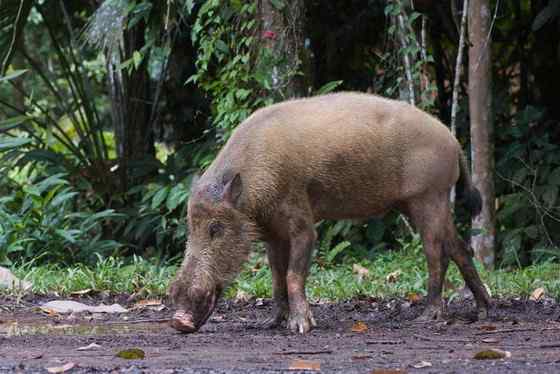 太平洋岛国的奇特野猪  须野猪