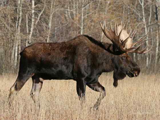 鹿科动物中体型最大的驼鹿