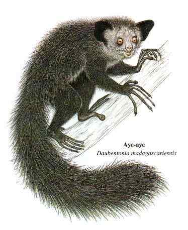 最奇特的灵长目动物  指猴（Daubentonia madagascariensis）