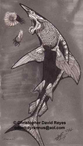 十分稀有的鲨鱼  剑吻鲨