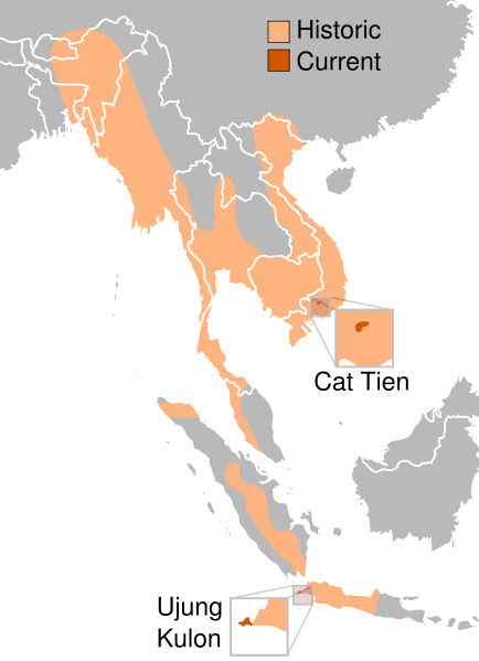 神秘的犀牛  小独角犀